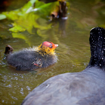 Natuur en omgeving